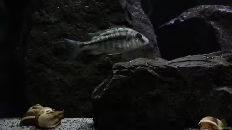 P.taeniolatus namalenje von Michael Reiz (63)