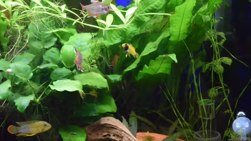 Paar A. nijenssi, das Männchen zeigt seine schöne Färbung am 01.03.2020 von Acki50 (86)