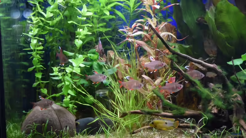 Paar A. nijenssi beim Brutgeschäft von Acki50 (88)