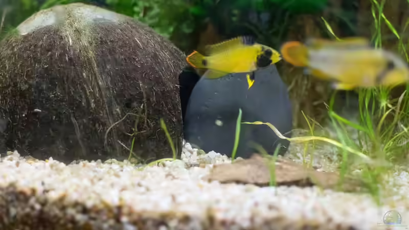 Paar A. nijenssi von Acki50 (69)