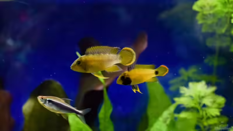 Paar A. nijenssi von Acki50 (76)