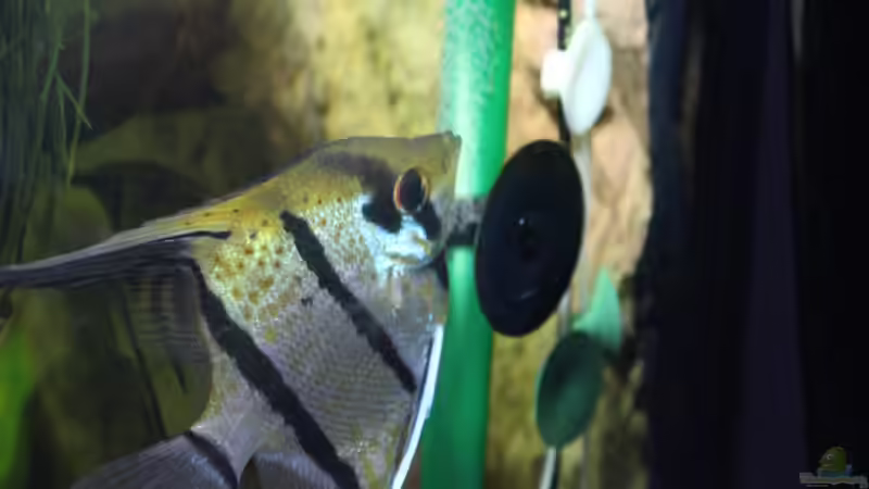 Paar Altum bei der Eiablage,auf der anderen Seite des Beckens von Ottche (179)