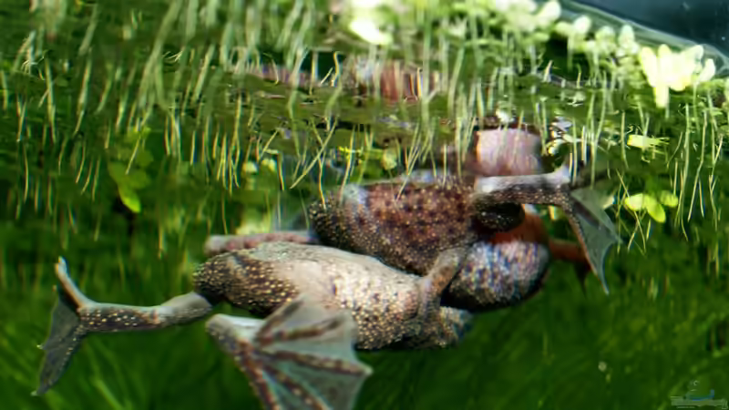 Paar beim Ablaichen von JR (8)