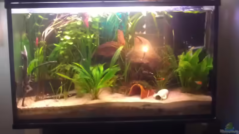 Paar cm Wasser fehlt noch ;) von Tobi L. (5)