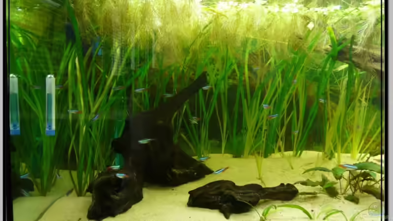 Paar Neons vor paar Valisnerien von Leinad78 (4)