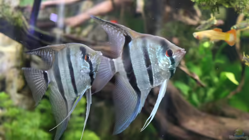 (Paar) Skalar, Pterophyllum von Aquarienlandschaften (41)