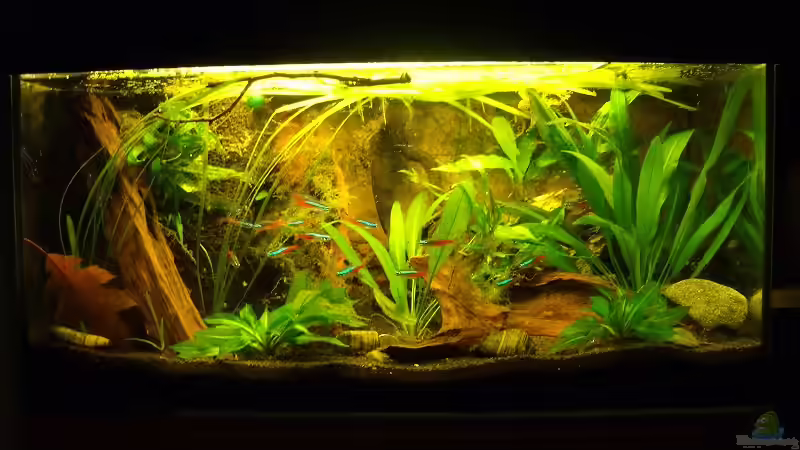 paar Tage nach einrichten von PH Neutral (3)