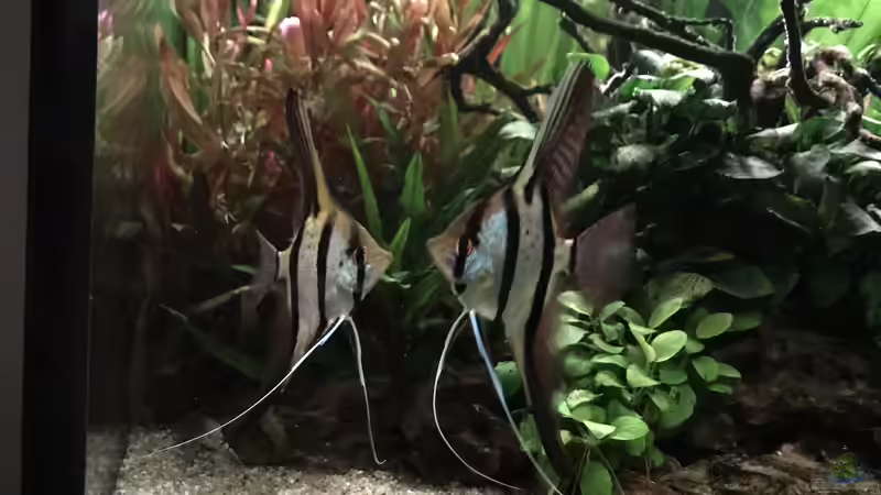 Paar von Peru Altum Skalaren (Bonny und Clyde) von Aerbsli (28)