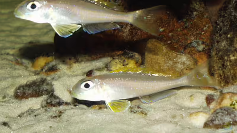 Paar x. flavipinnis ´kantalamba´ von fejul (10)