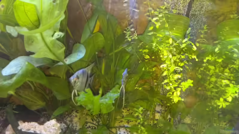 Paarbildung bei den Skalaren. von raubsau (68)