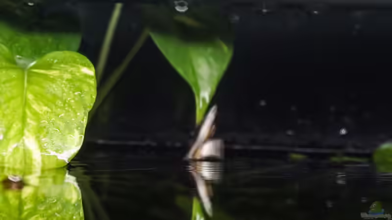 Paarung Copella arnoldi von chris1509 (19)