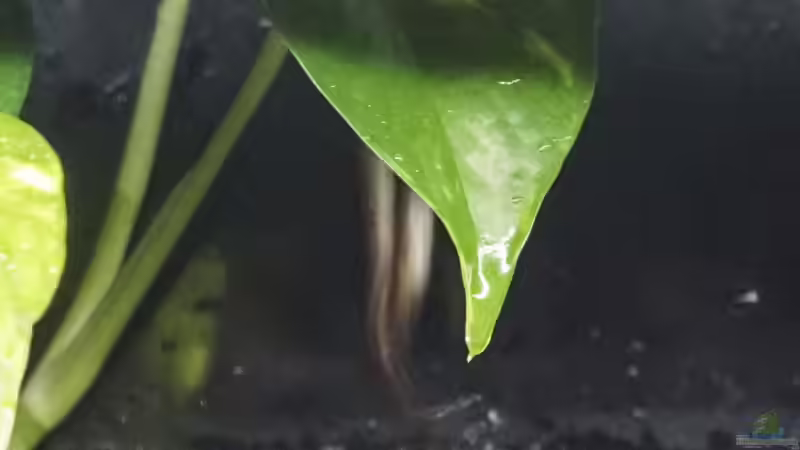 Paarung Copella arnoldi von chris1509 (20)