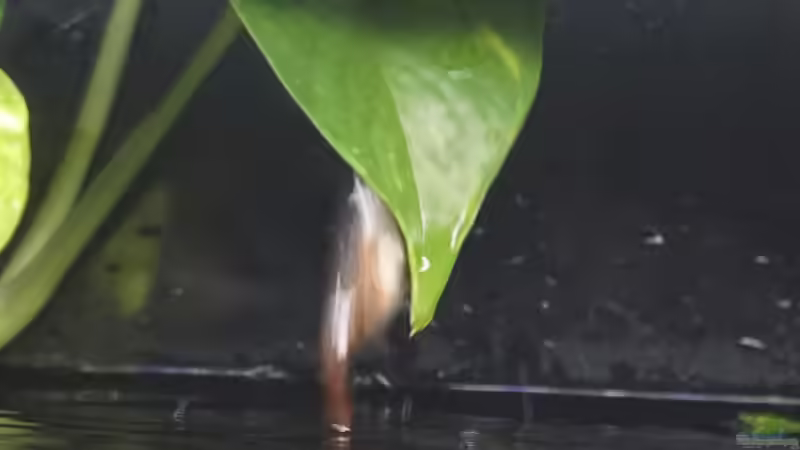 Paarung Copella arnoldi von chris1509 (21)