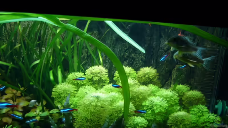 Paarung der Corys hier beim schwimmen erwischt wie Männchen das Weibchen verfolgt von Nico (57)