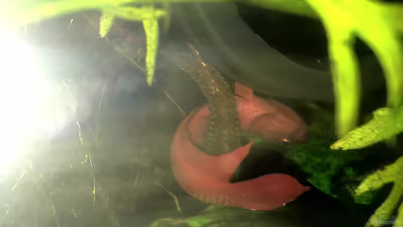 Paarung von Jaenu00 (3)