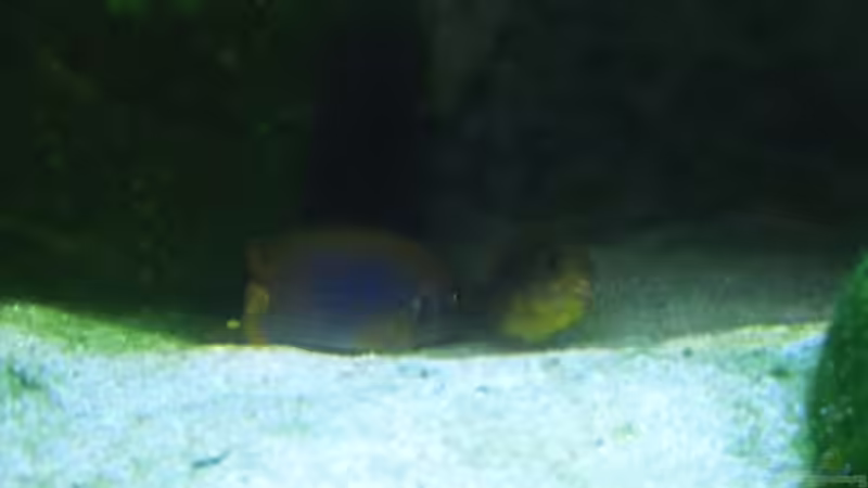 Paarung von jankov (23)