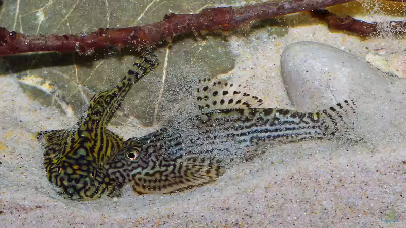 Paarung Wilder Tanz 1 von Nico NK (41)