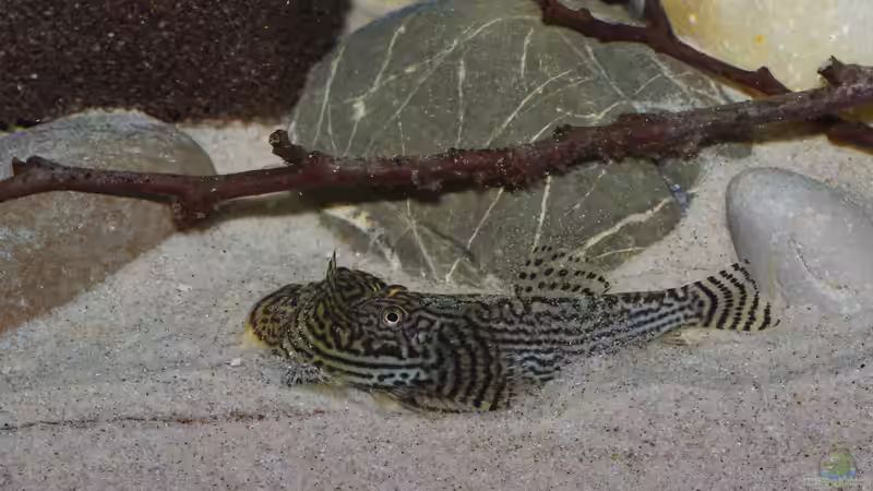 Paarung Wilder Tanz 2 von Nico NK (42)