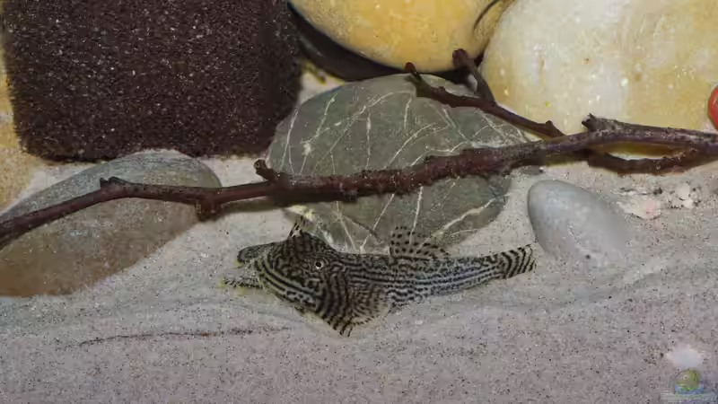 Paarung Wilder Tanz 3 von Nico NK (43)