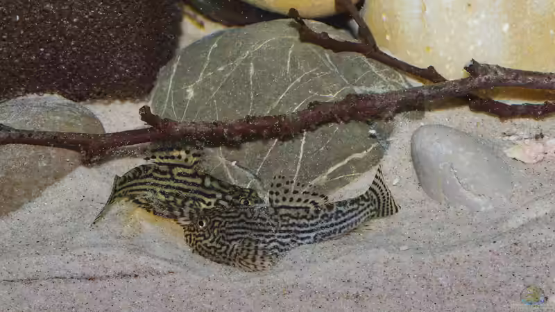 Paarung Wilder Tanz 4 von Nico NK (44)