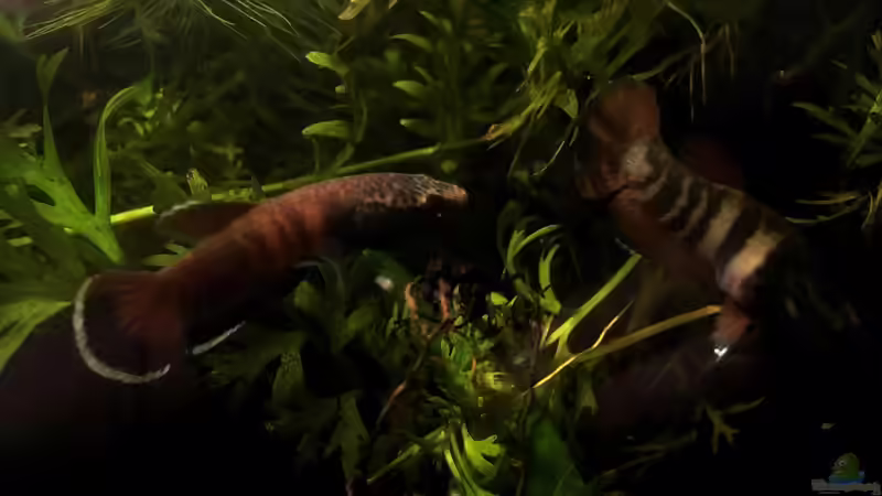 Paarungsfärbung von Jaenu00 (6)