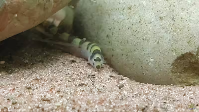 Pabgio cuneovirgata  von DaniJeep (16)