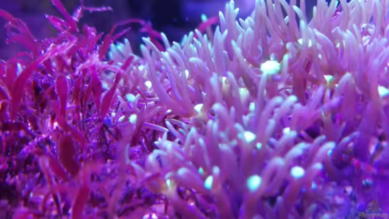 Pachyclavularia sp. von -Mark- (11)