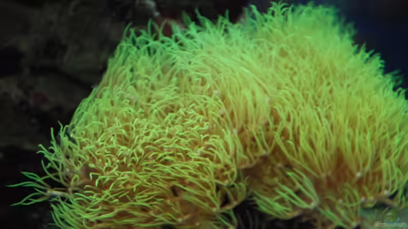 Pachyclavularia violacea - Röhrenkoralle von reefaddict (7)