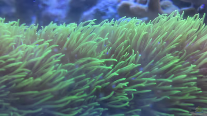 Pachyclavularia violacea von Muhitin (3)