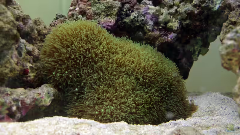 Pachyclavularia von Dominik N. (40)