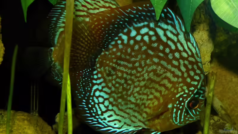 Pärchen 2 beim Gelege 04.08.14 von ~Marco~ (62)