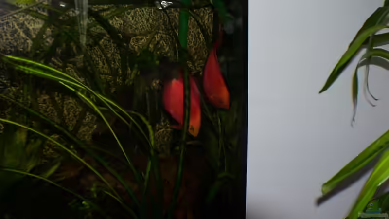 Pärchen bei Brutpflege von Uwe Raschke (14)