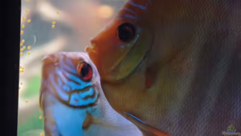 Pärchen beim Ablaichen von patgott (4)