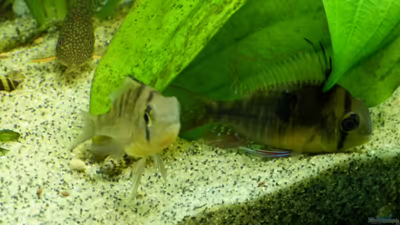 Pärchen Bolivianer, noch etwas schüchtern nach dem Umbau 30.12.12 von nokoeh (45)