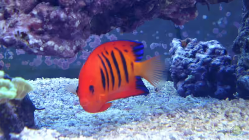 Pärchen Centropyge loriculus- Flammenzwergkaiser von .uschi (50)