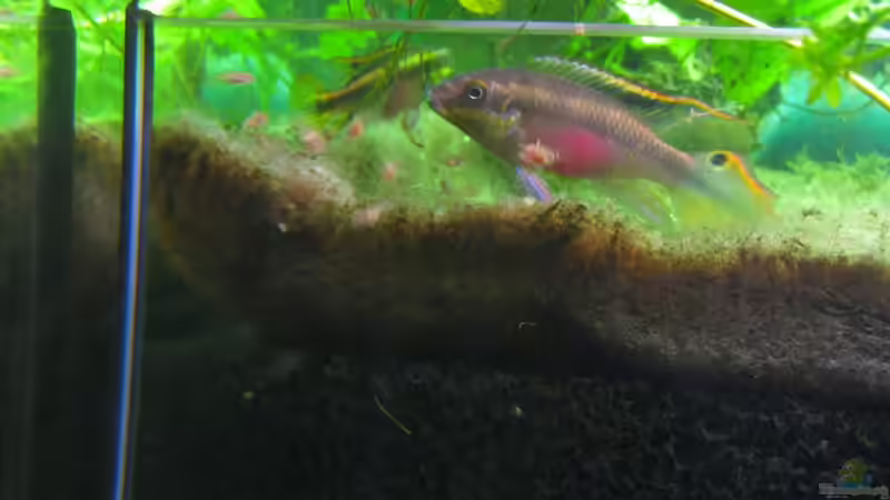 Pärchen Chichliden mit Nachwuchs im Filter. von Rheinländer (43)