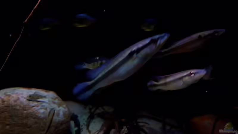 Aquarien mit Crenicichla inpa