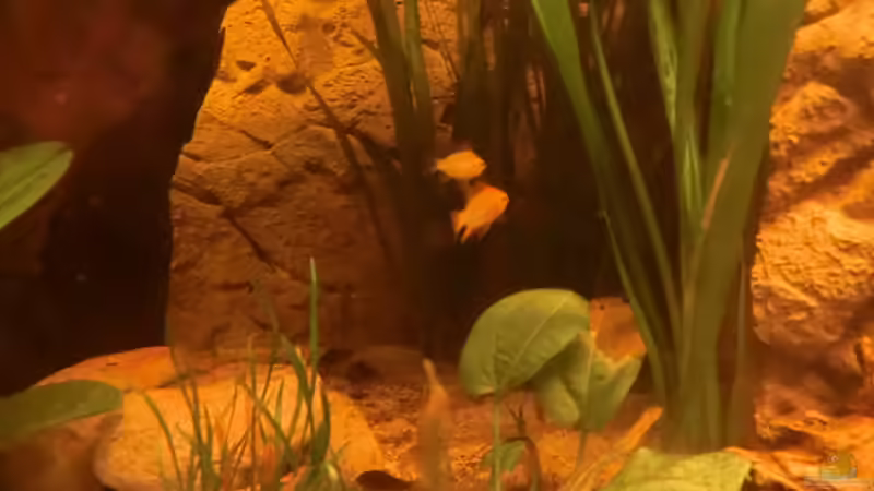 Pärchen Goldene Schmetterlingsbuntbarsche von Steven Tumma (53)