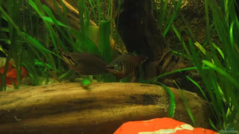 Pärchen in seinem Revier von andif (23)