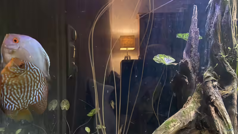 Pärchen laicht ab 24.01.21 von First Diskus (24)