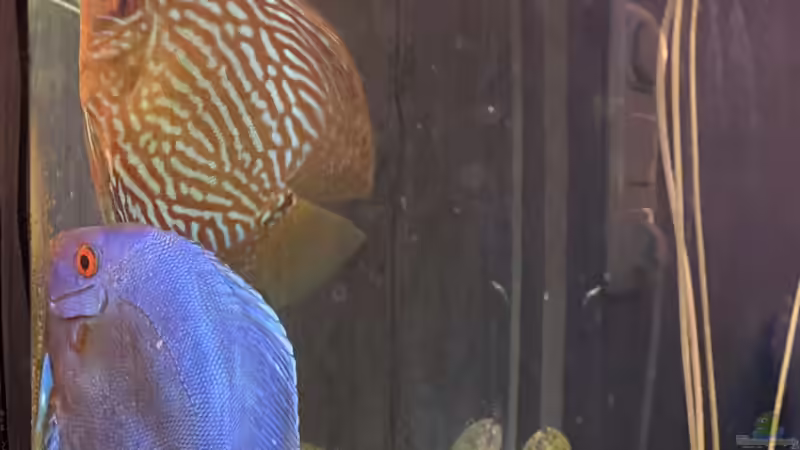 Pärchen laicht ab 24.01.21 von First Diskus (25)