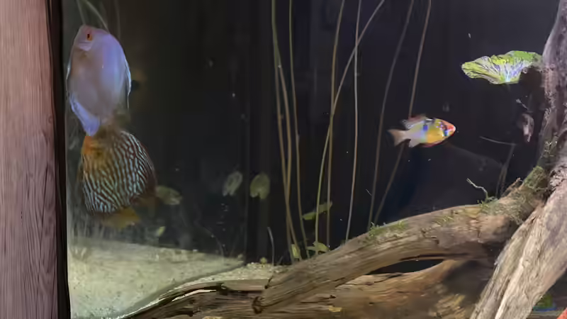 Pärchen laicht ab 24.01.21 von First Diskus (26)