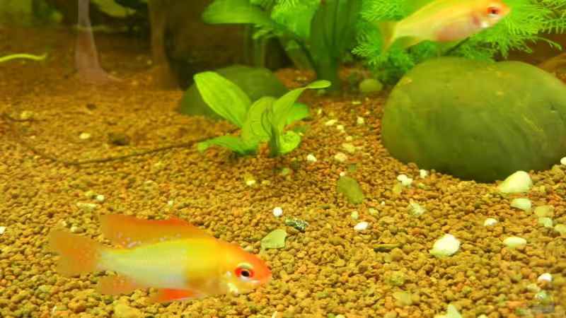 Mikrogeophagus ramirezi im Aquarium halten (Einrichtungsbeispiele für Südamerikanische Schmetterlingsbuntbarsche)