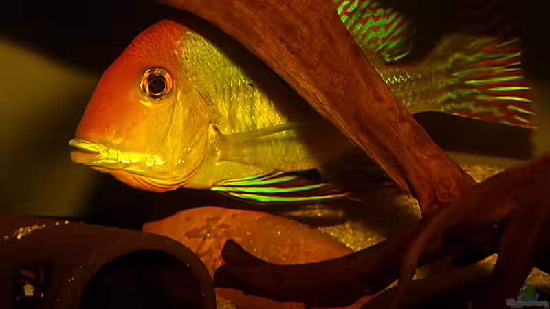 Pärchen mit Gelege von Helmut Kreutmayer (3)