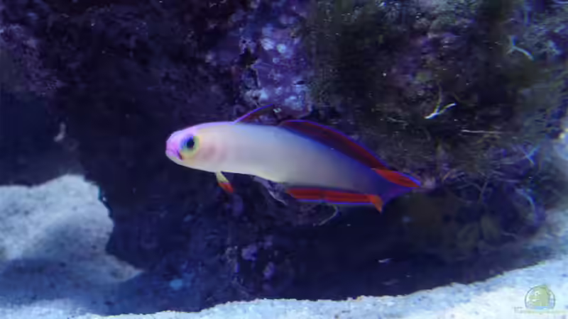 Pärchen Nemateleotris decora - Dekor-Schwertgrundel von .uschi (44)