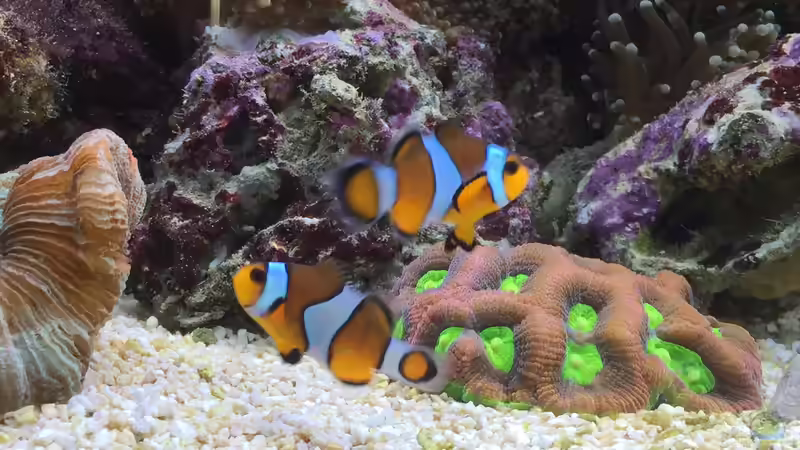 Pärchen Ocellaris  von Embasch (16)