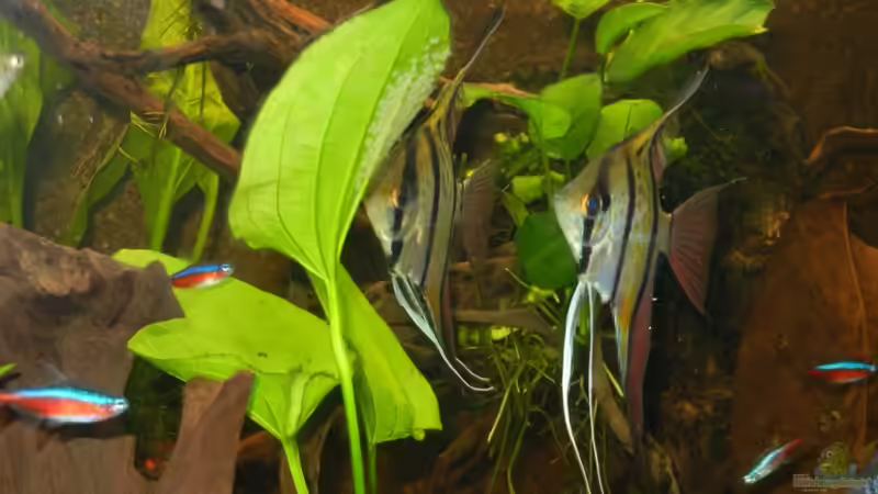 Pärchen Peru-Altum Skalare beim Laichen. von Life (10)