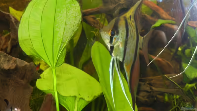 Pärchen Peru-Altum Skalare beim Laichen. von Life (11)