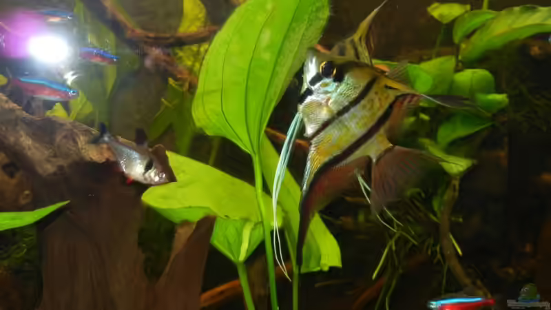 Pärchen Peru-Altum Skalare beim Laichen. von Life (12)