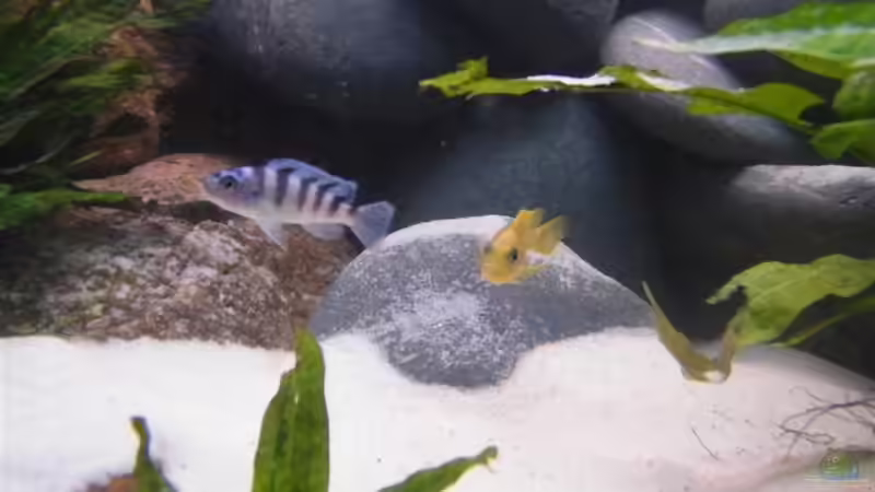 Pärchen Pseudotropheus lombardoi  von Torsten Uhland (5)